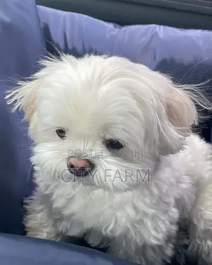 1-3 months Male Purebred Maltese