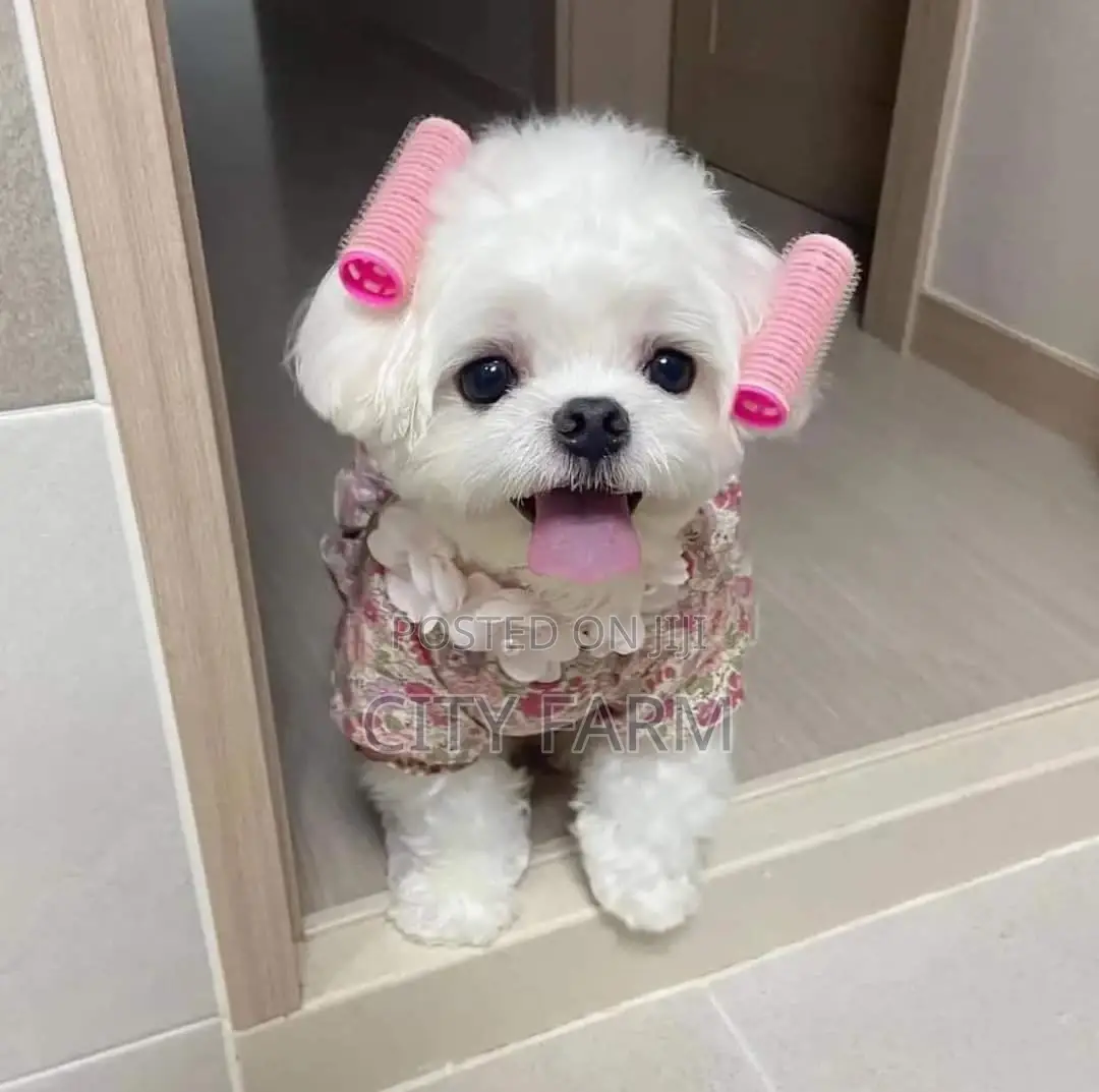 1-3 months Male Purebred Poodle
