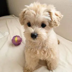 1-3 months Male Purebred Poodle