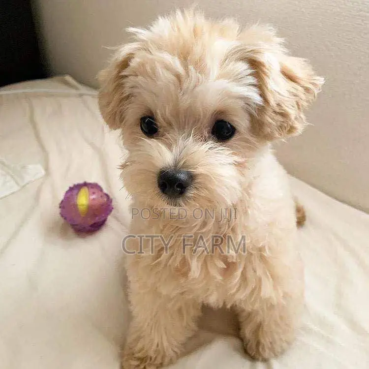1-3 months Male Purebred Poodle