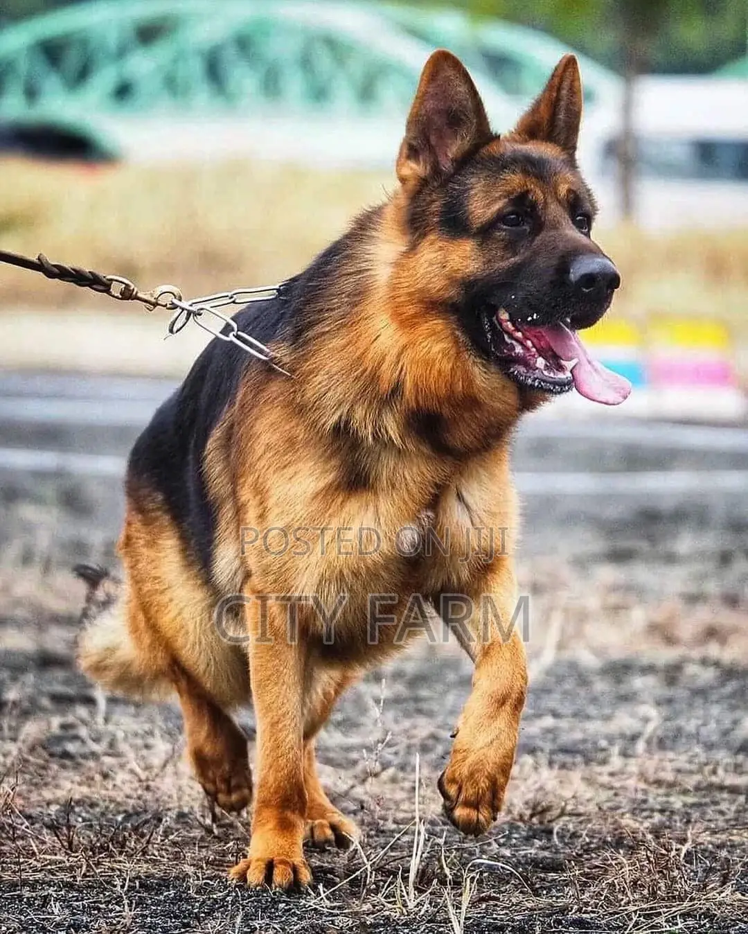 1-3 months Female Purebred German Shepherd