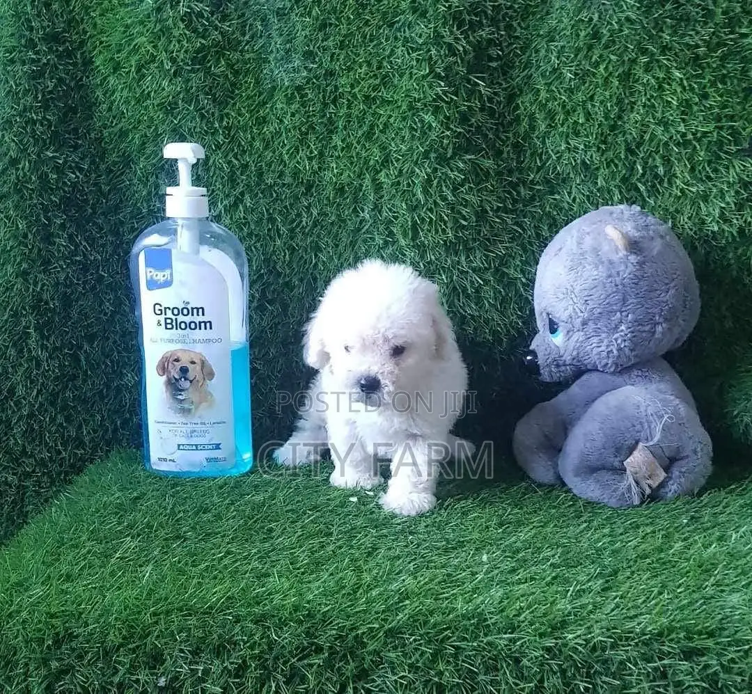 1-3 months Male Purebred Poodle