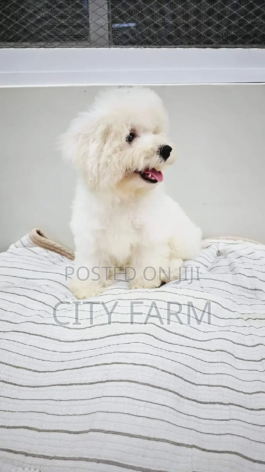 1-3 months Female Purebred Poodle
