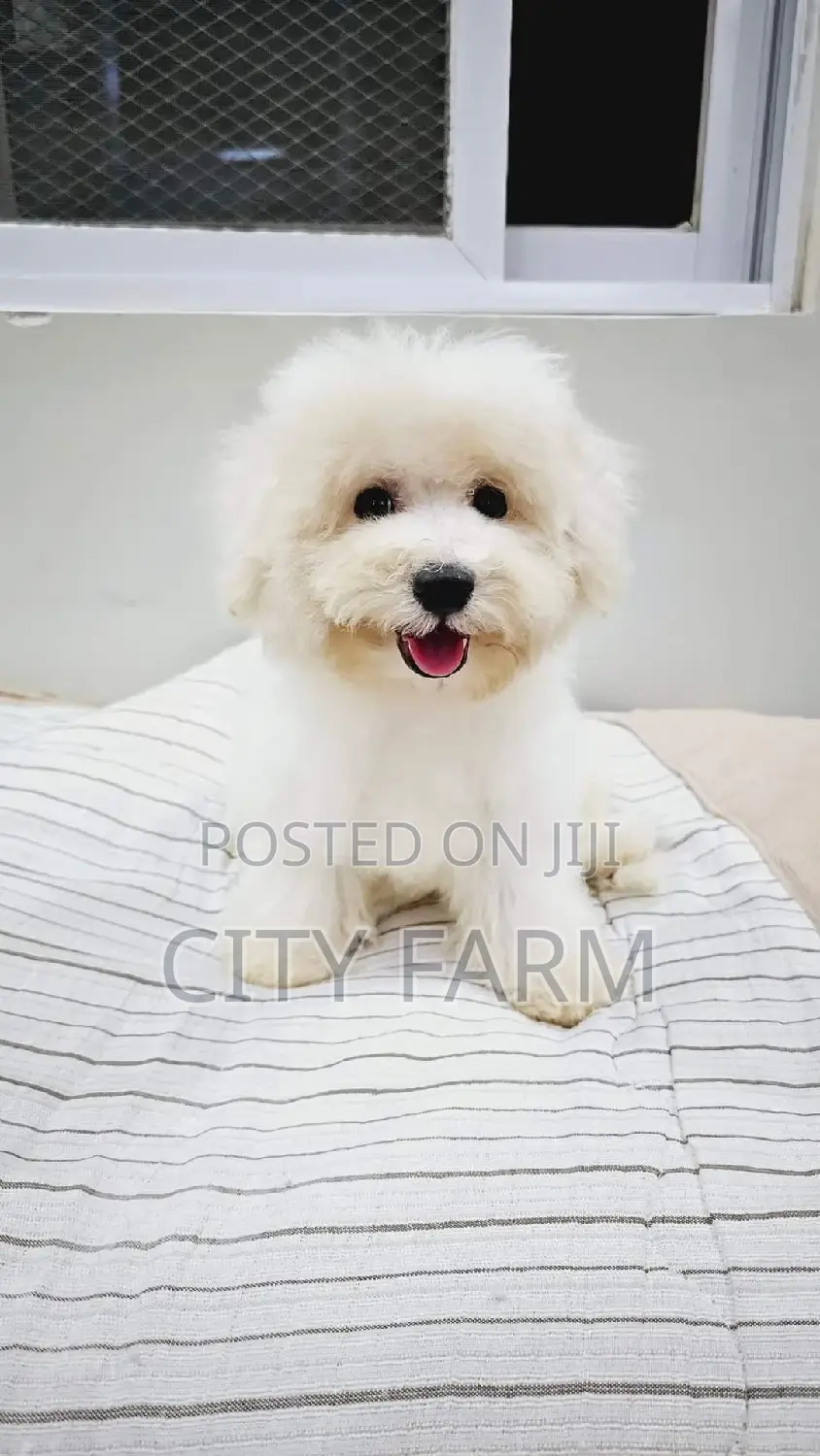 1-3 months Male Purebred Poodle
