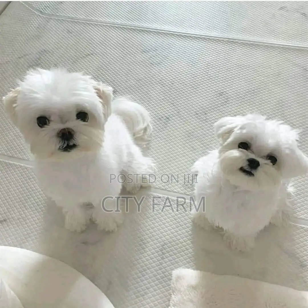 1-3 months Female Purebred Poodle