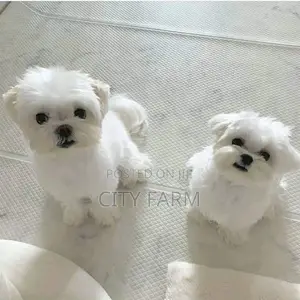 1-3 months Female Purebred Poodle