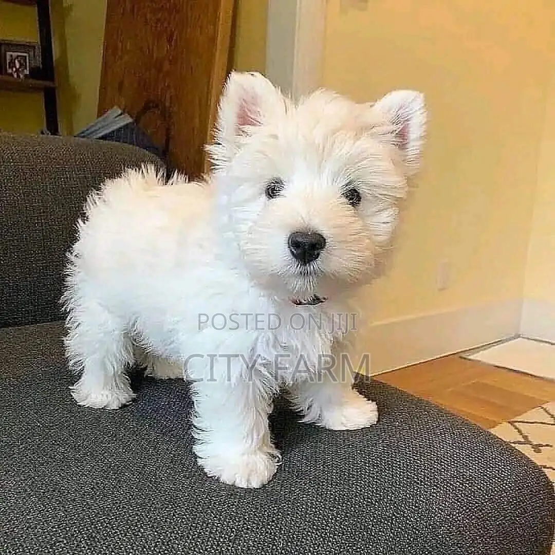 1-3 months Male Purebred Poodle