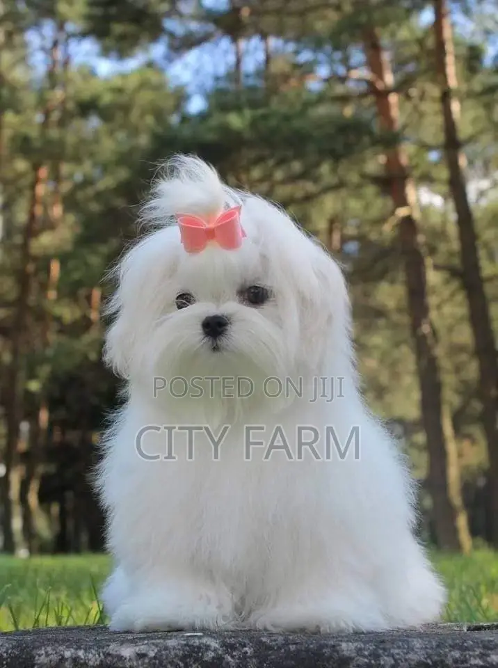 1-3 months Male Purebred Poodle