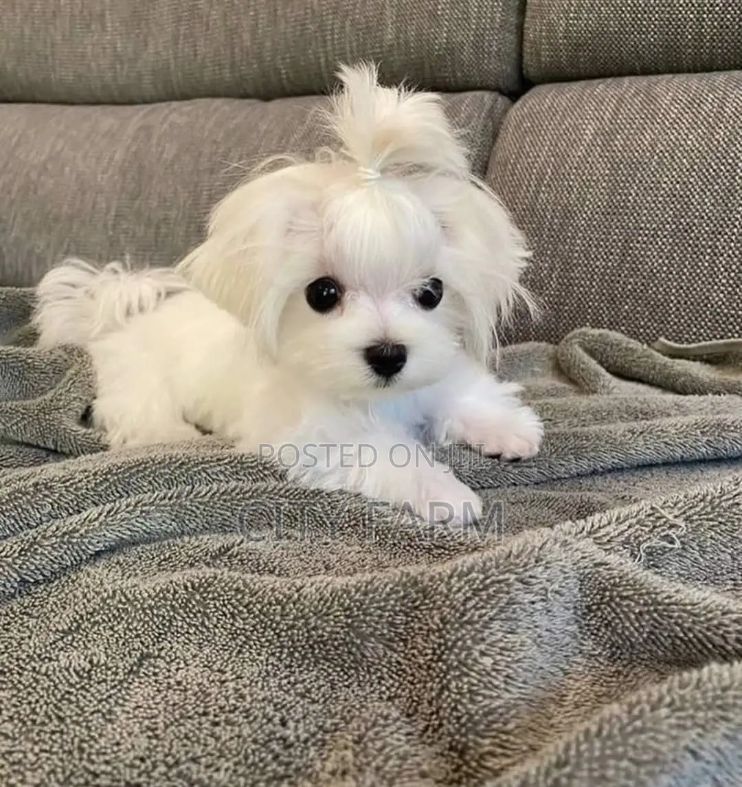 1-3 months Male Purebred Poodle