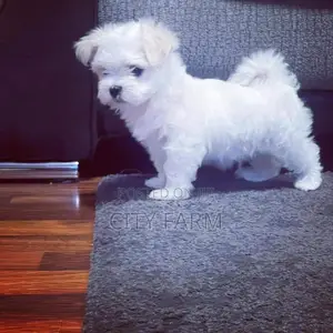 1-3 months Female Purebred Poodle
