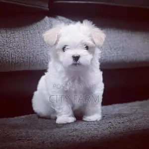 1-3 months Male Purebred Poodle