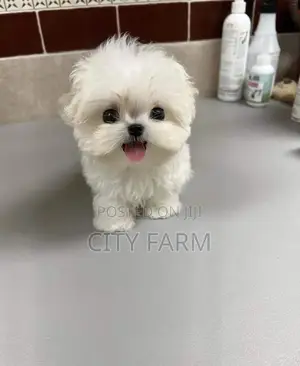 1-3 months Female Purebred Poodle