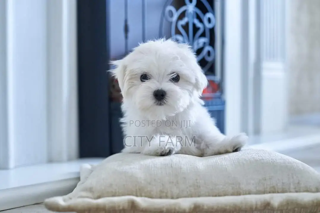 1-3 months Female Purebred Poodle