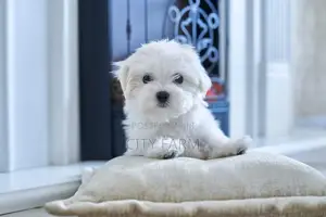 1-3 months Female Purebred Poodle