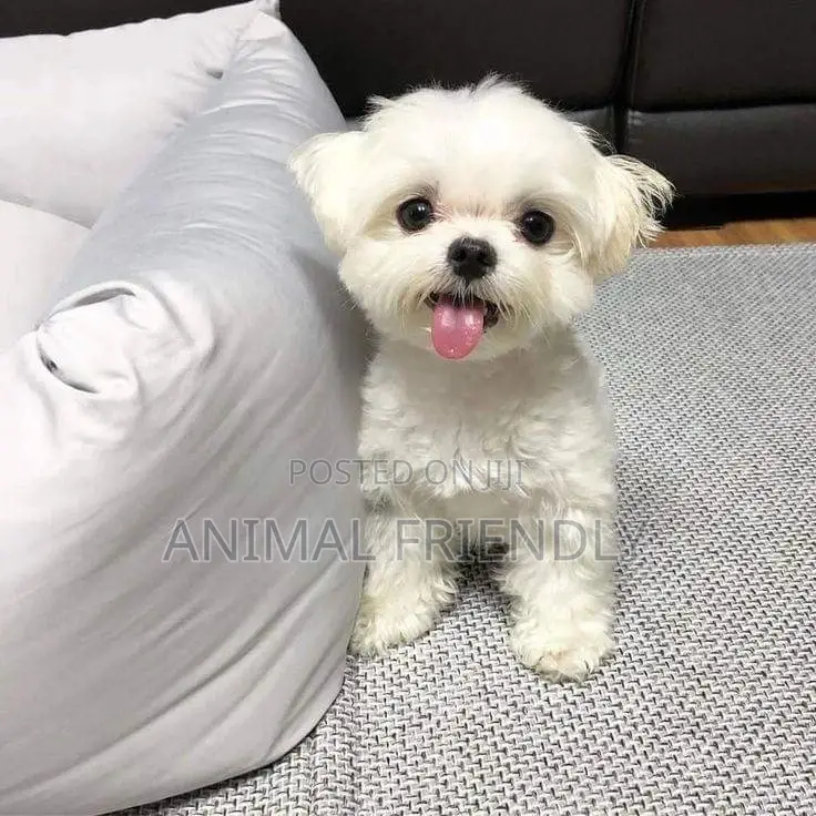 1-3 months Female Purebred Poodle