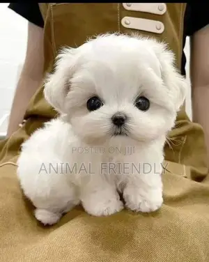 1-3 months Male Purebred Poodle