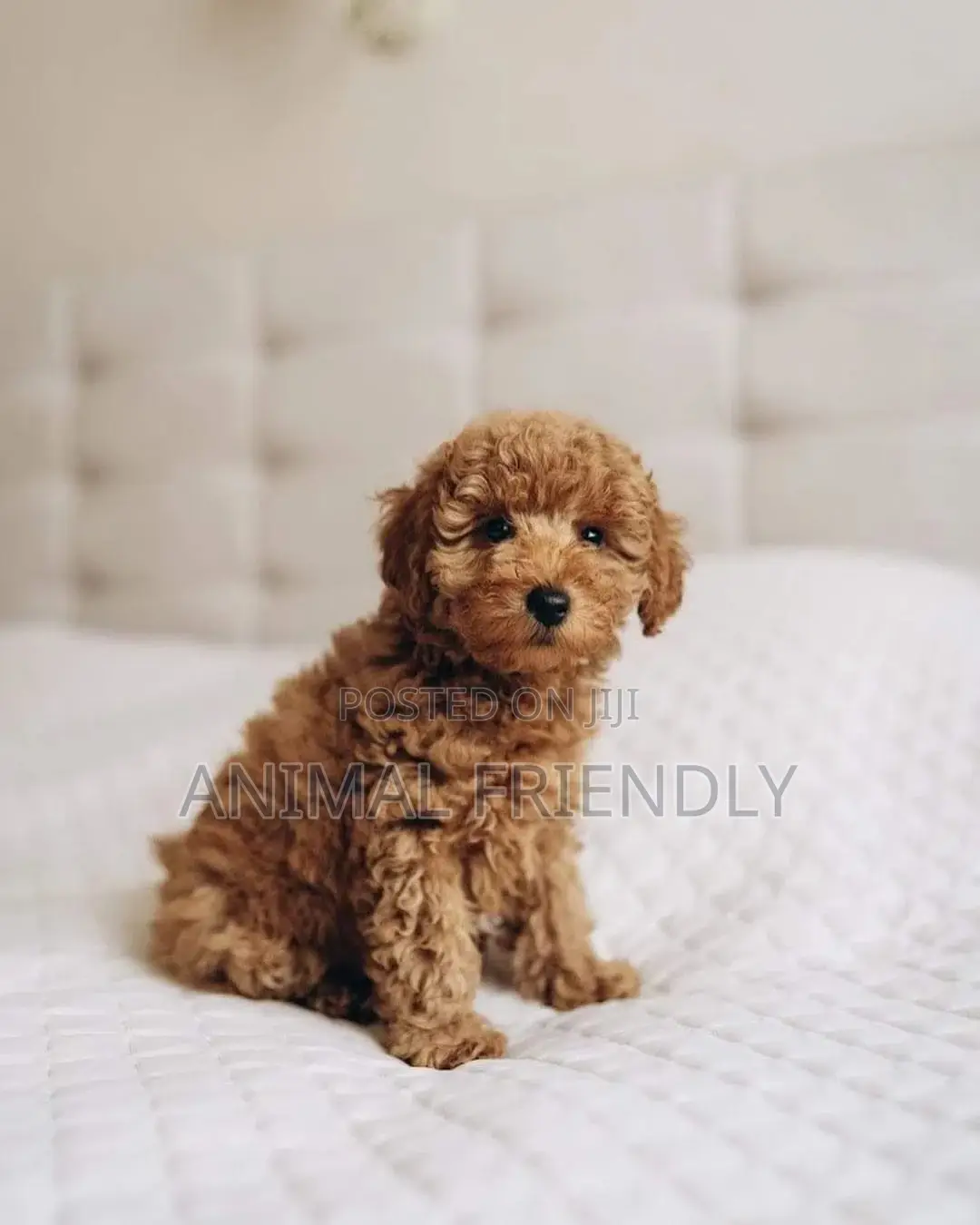 1-3 months Male Purebred Poodle