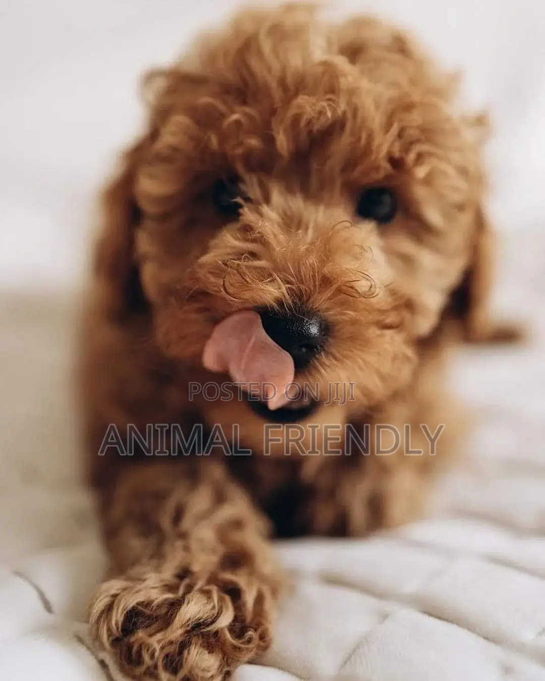 1-3 months Male Purebred Poodle