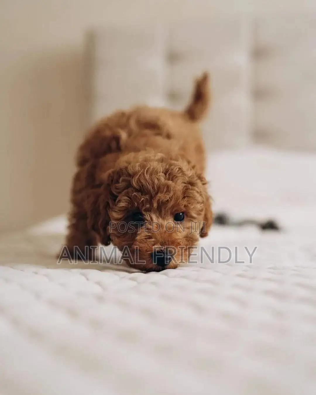 1-3 months Male Purebred Poodle