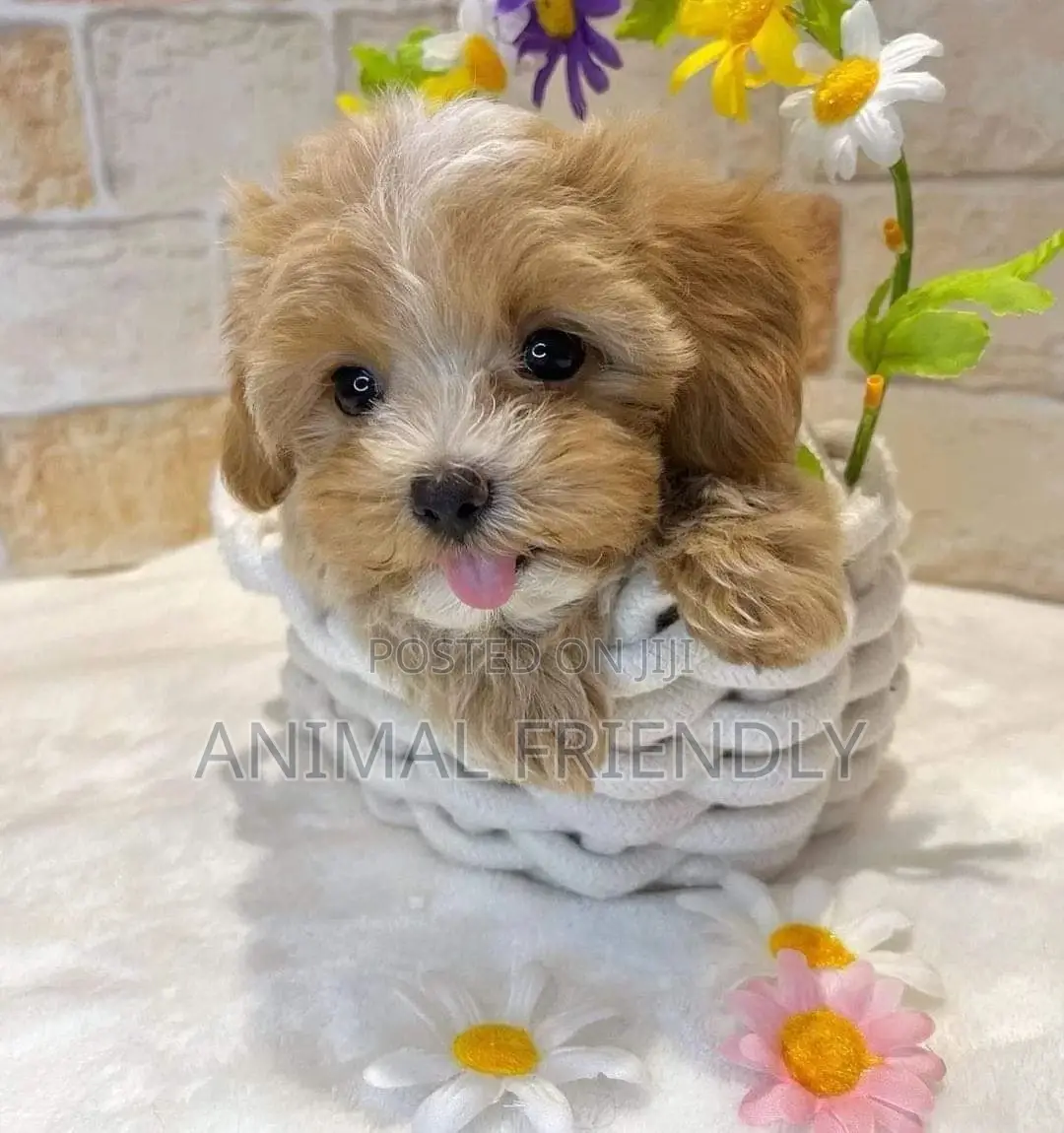 1-3 months Female Purebred Poodle