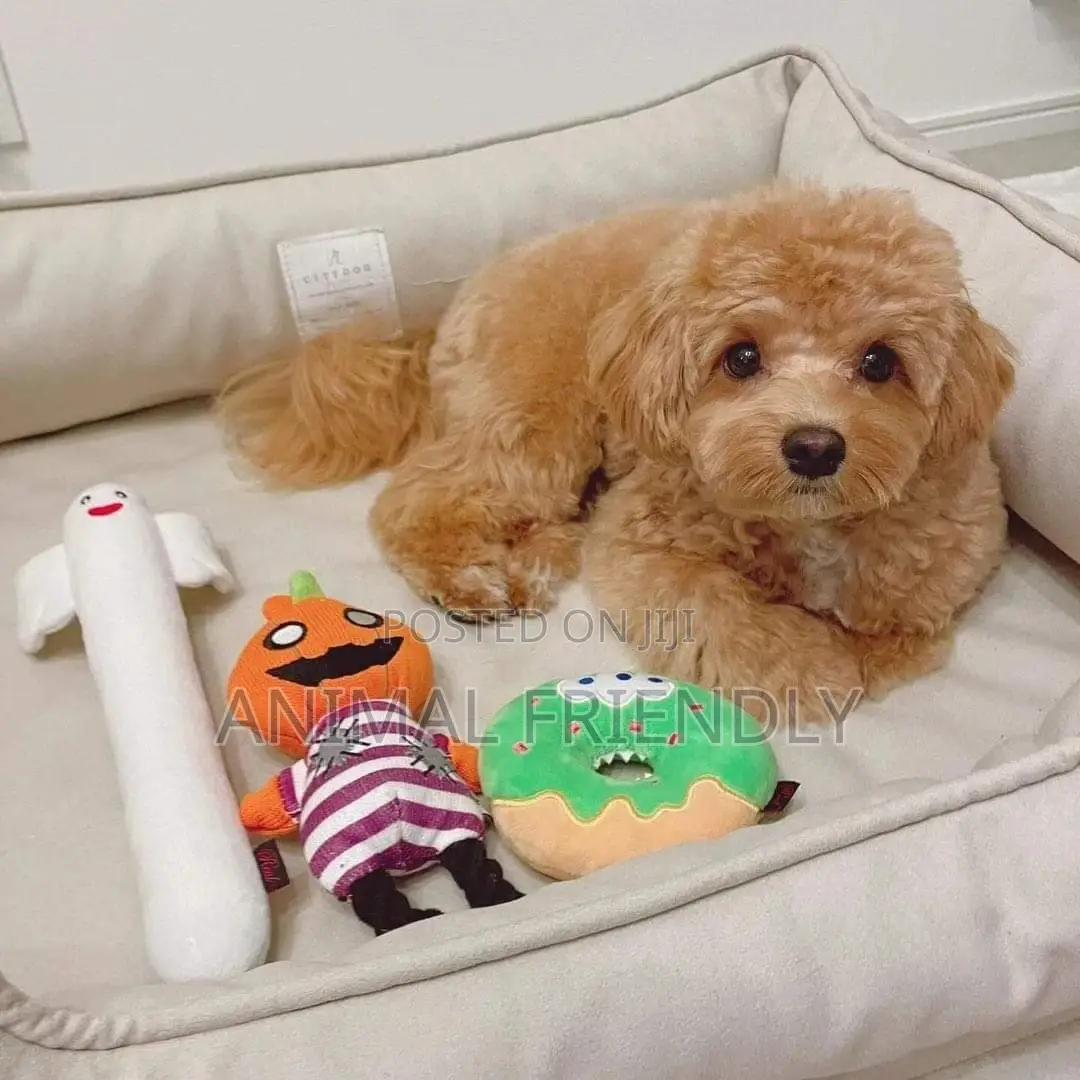 1-3 months Male Purebred Poodle