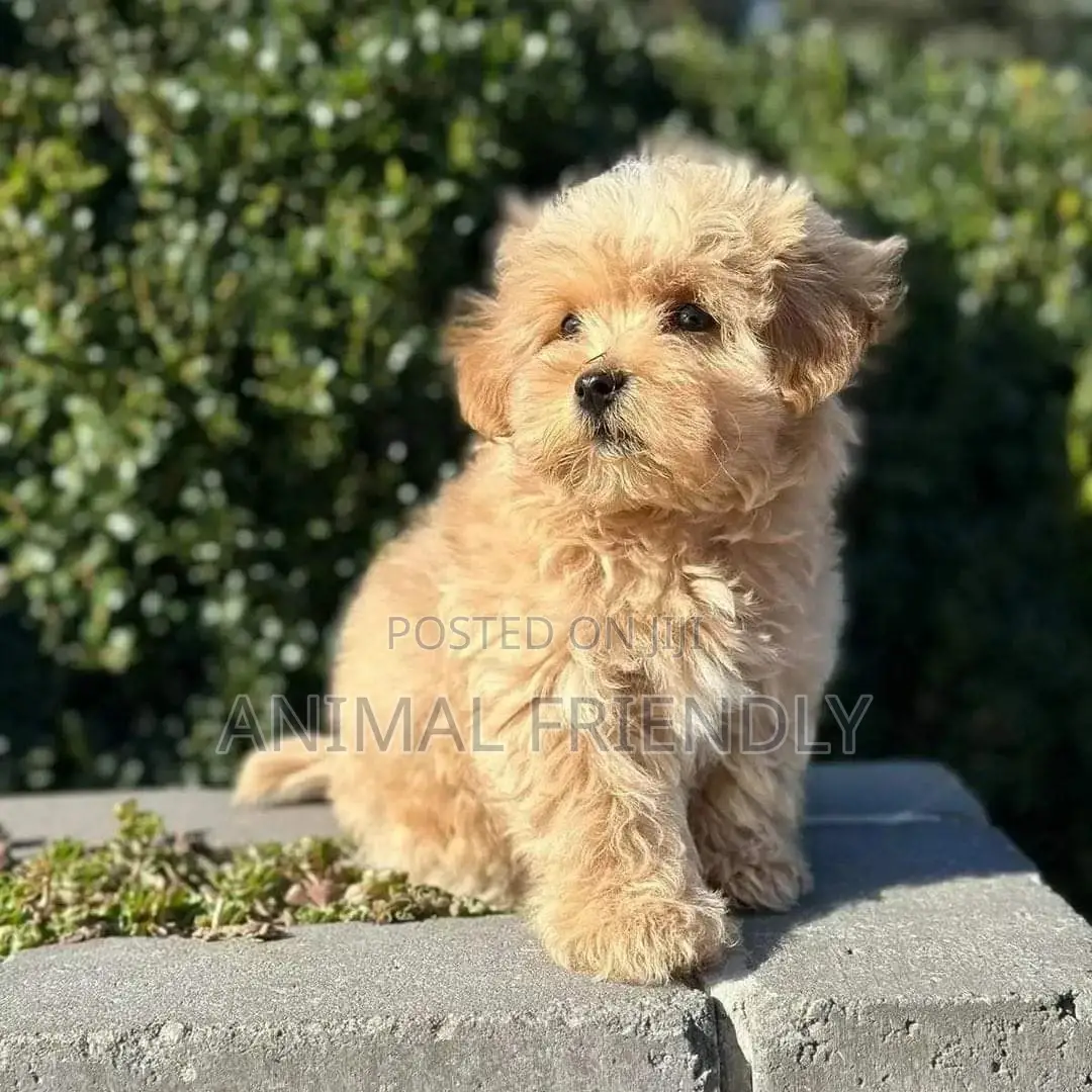 1-3 months Male Purebred Poodle