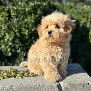 1-3 months Male Purebred Poodle