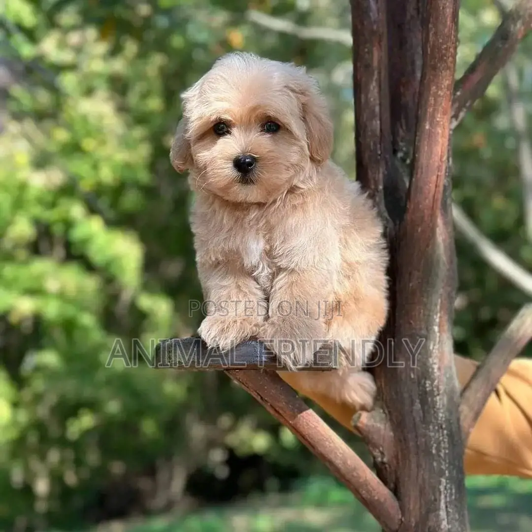 1-3 months Male Purebred Poodle