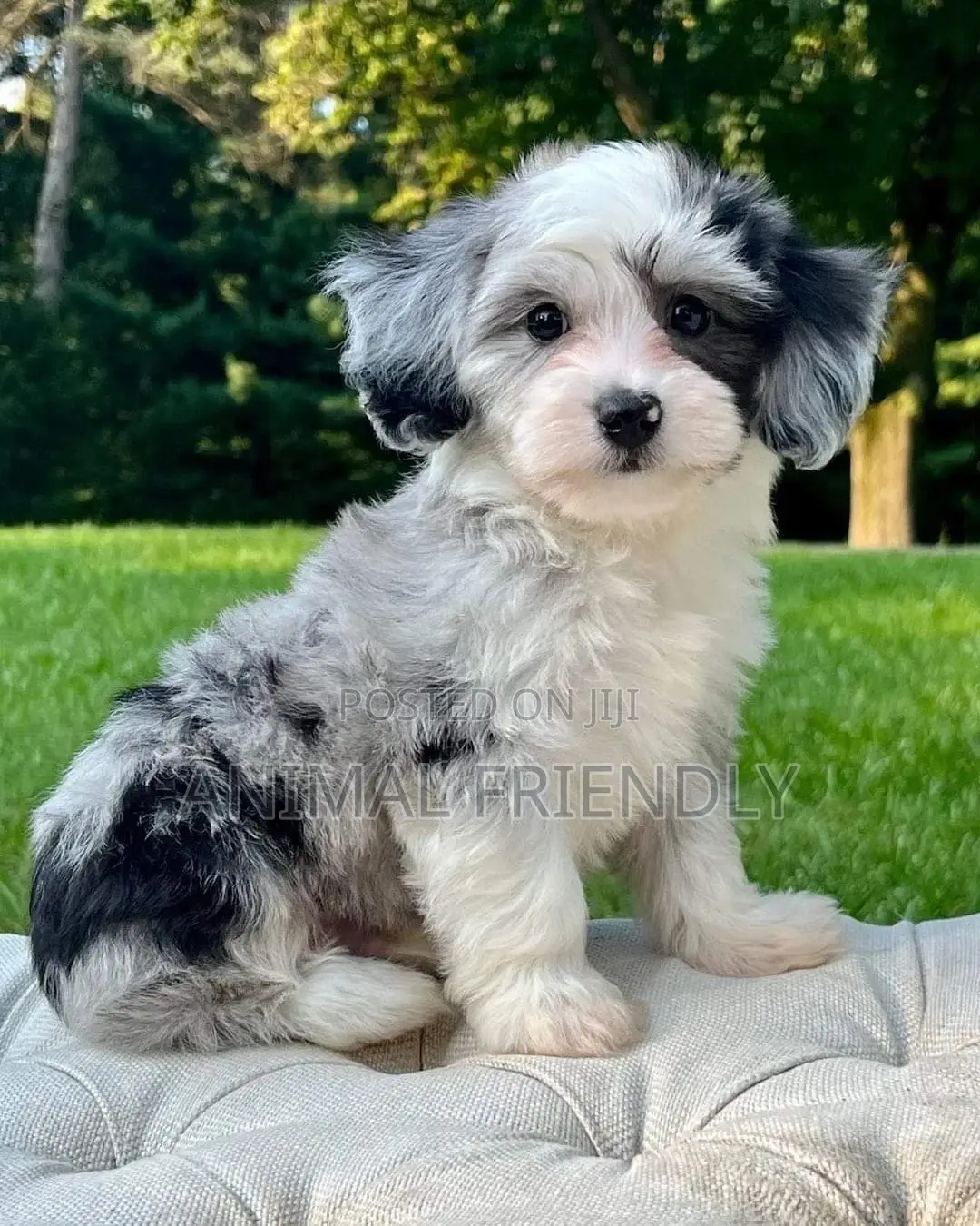 1-3 months Female Purebred Poodle