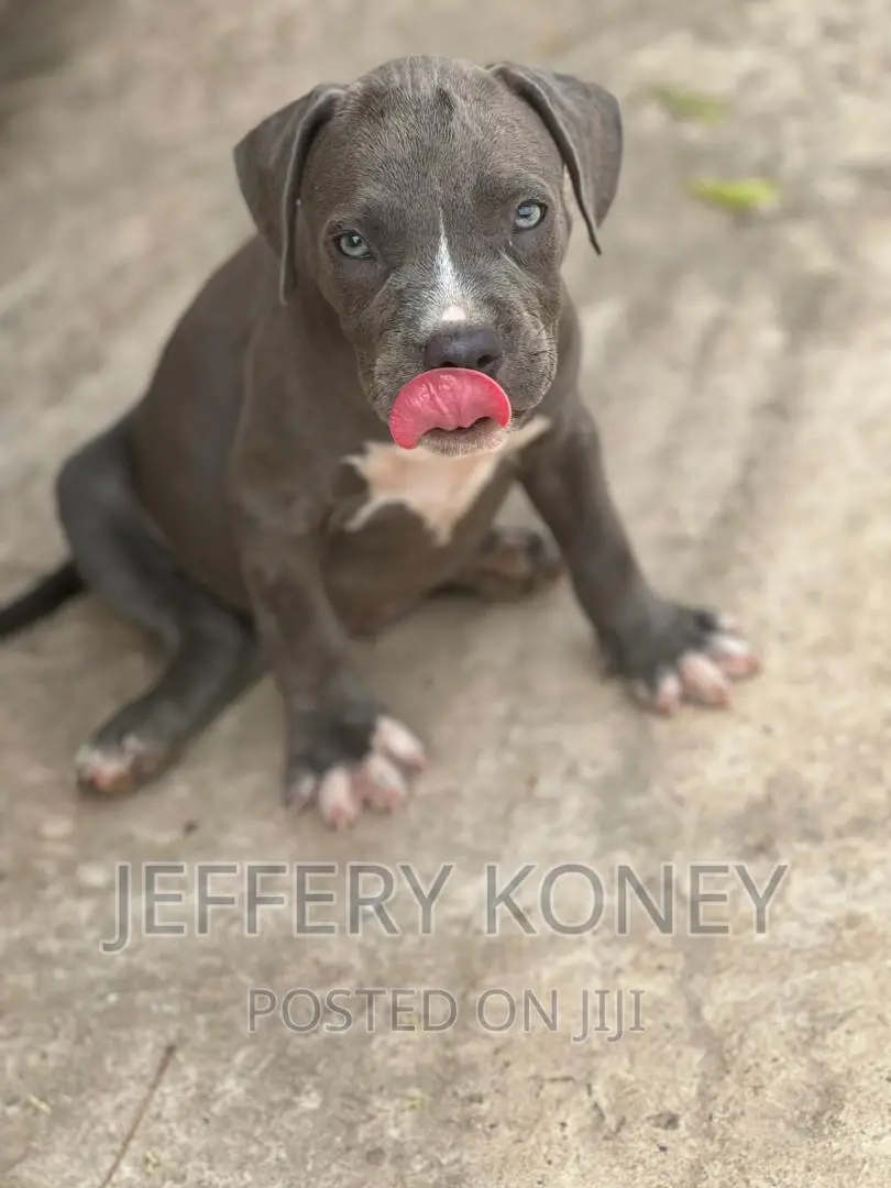 1-3 months Male Purebred American Bully