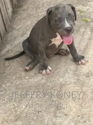 1-3 months Male Purebred American Bully