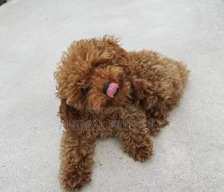1-3 months Male Purebred Poodle