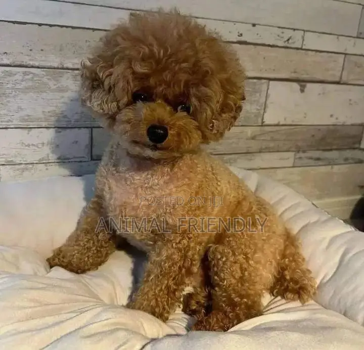 1-3 months Female Purebred Poodle