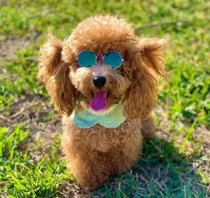1-3 months Female Purebred Poodle