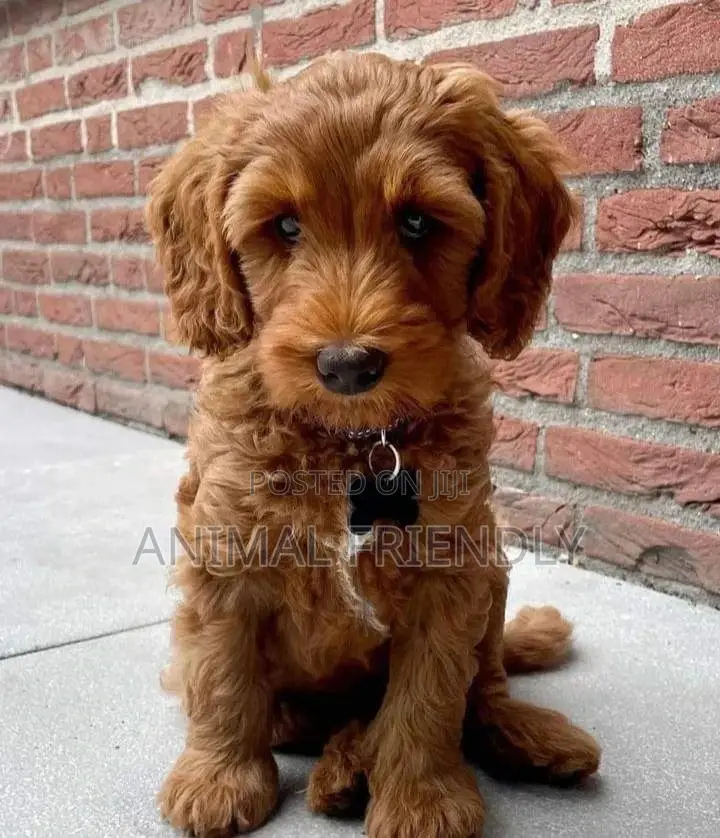 1-3 months Male Purebred Poodle