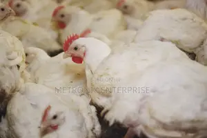 Broiler Chicken