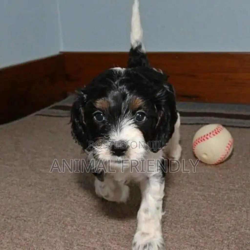 1-3 months Male Purebred Poodle