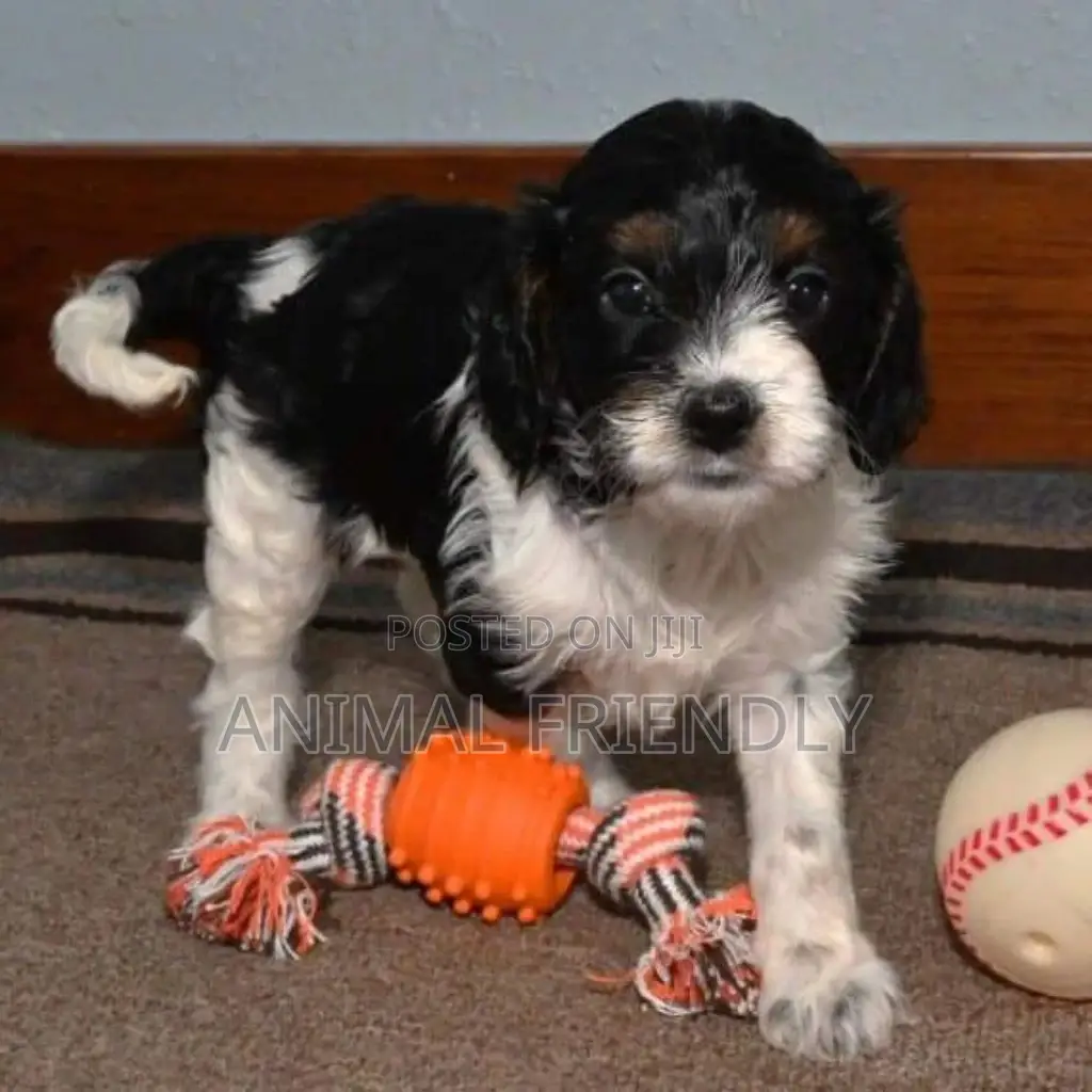 1-3 months Female Purebred Poodle
