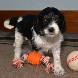 1-3 months Female Purebred Poodle