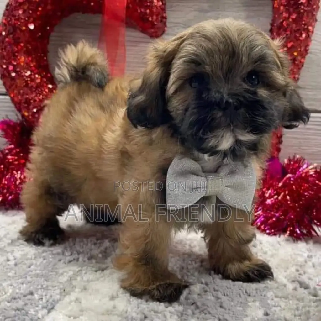 1-3 months Female Mixed Breed Poodle