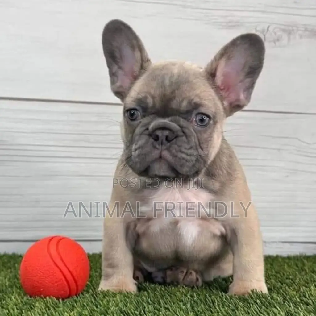 1-3 months Female Purebred French Bulldog