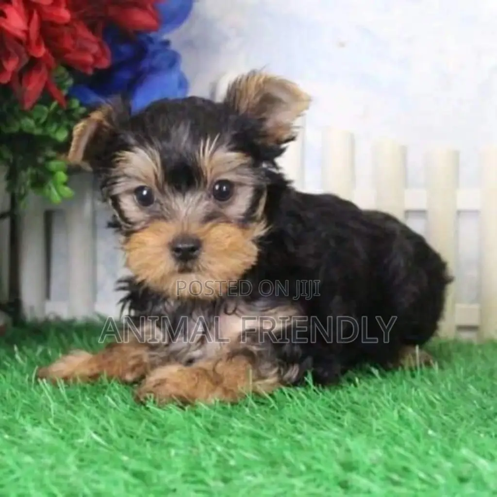 1-3 months Female Purebred Poodle