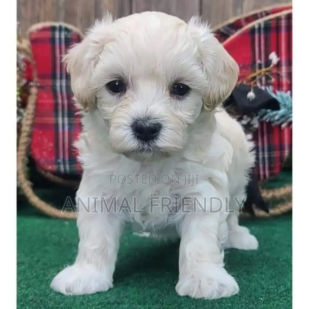 1-3 months Male Purebred Poodle