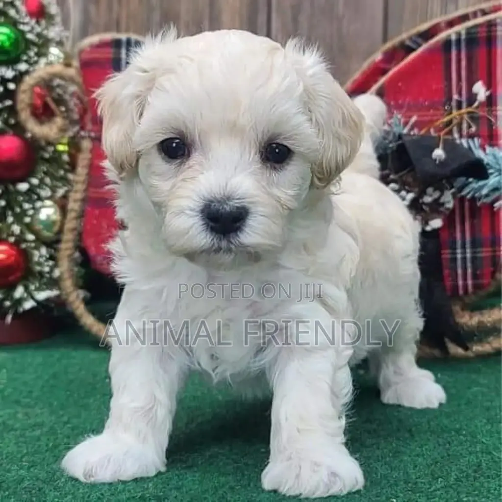 1-3 months Female Purebred Poodle