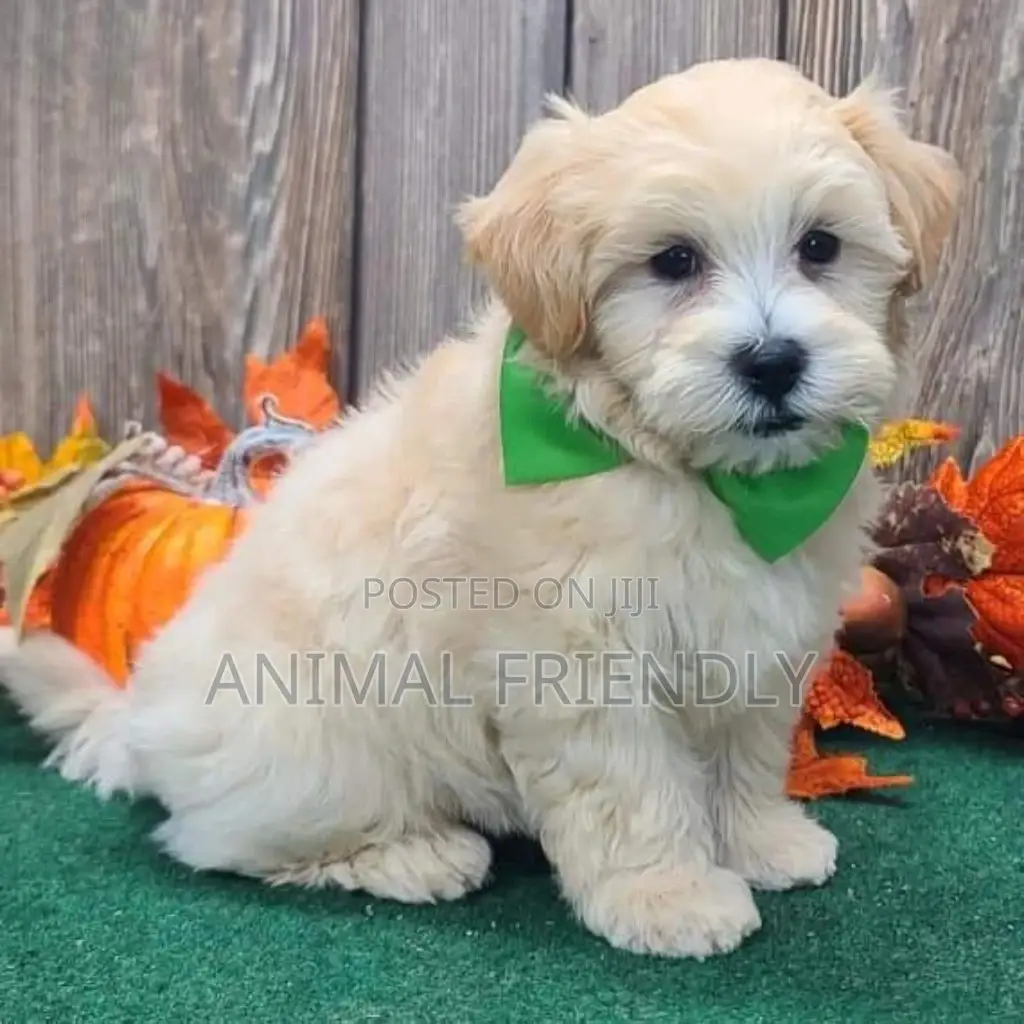 1-3 months Male Purebred Poodle