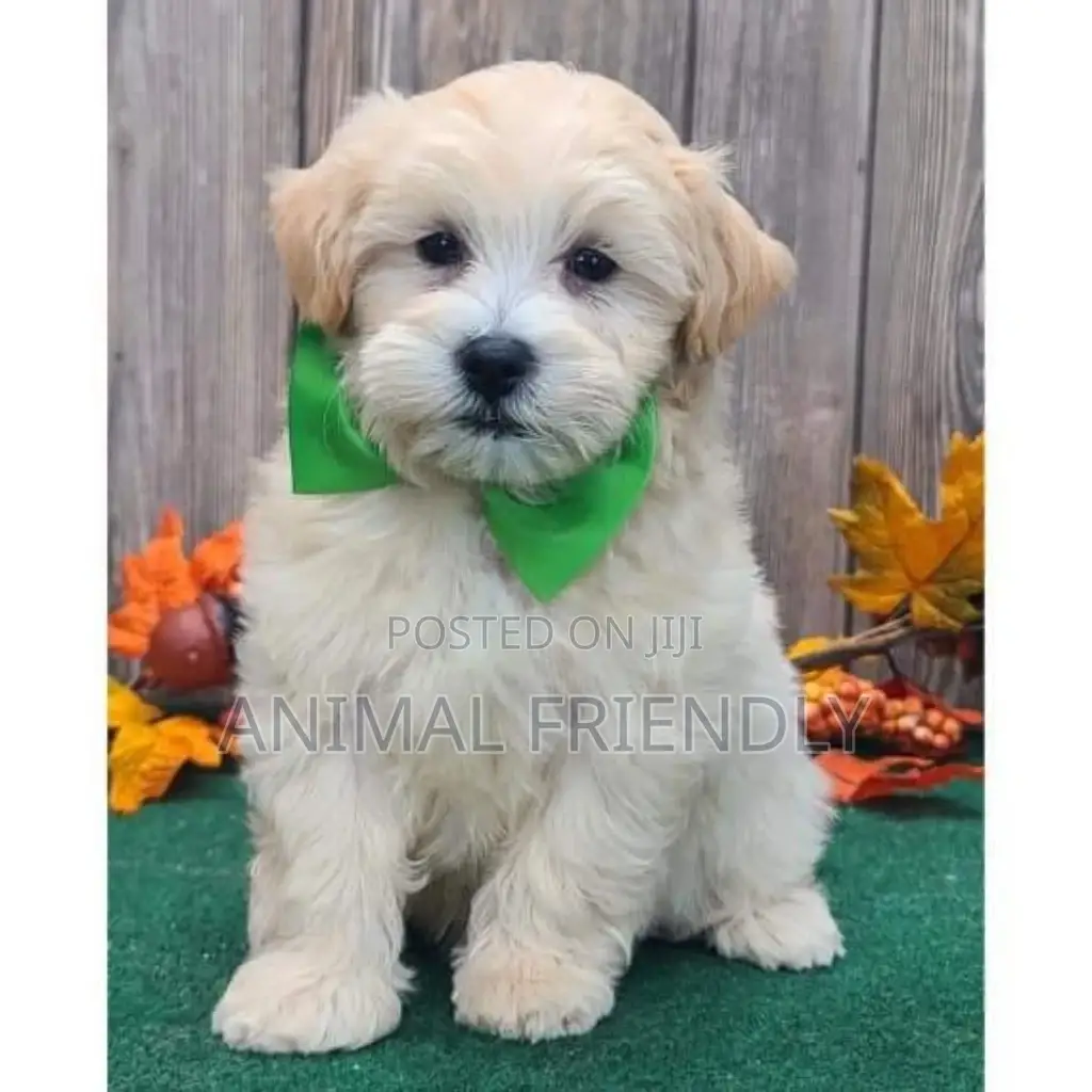 1-3 months Male Purebred Poodle