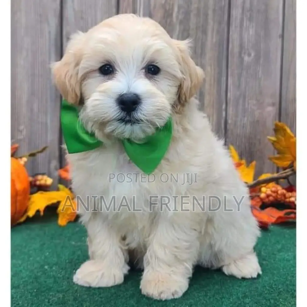 1-3 months Female Purebred Poodle