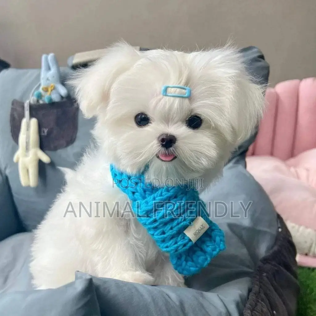 1-3 months Female Purebred Poodle