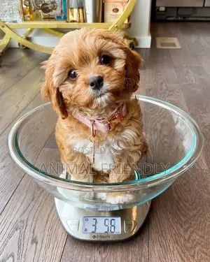 1-3 months Female Purebred Poodle