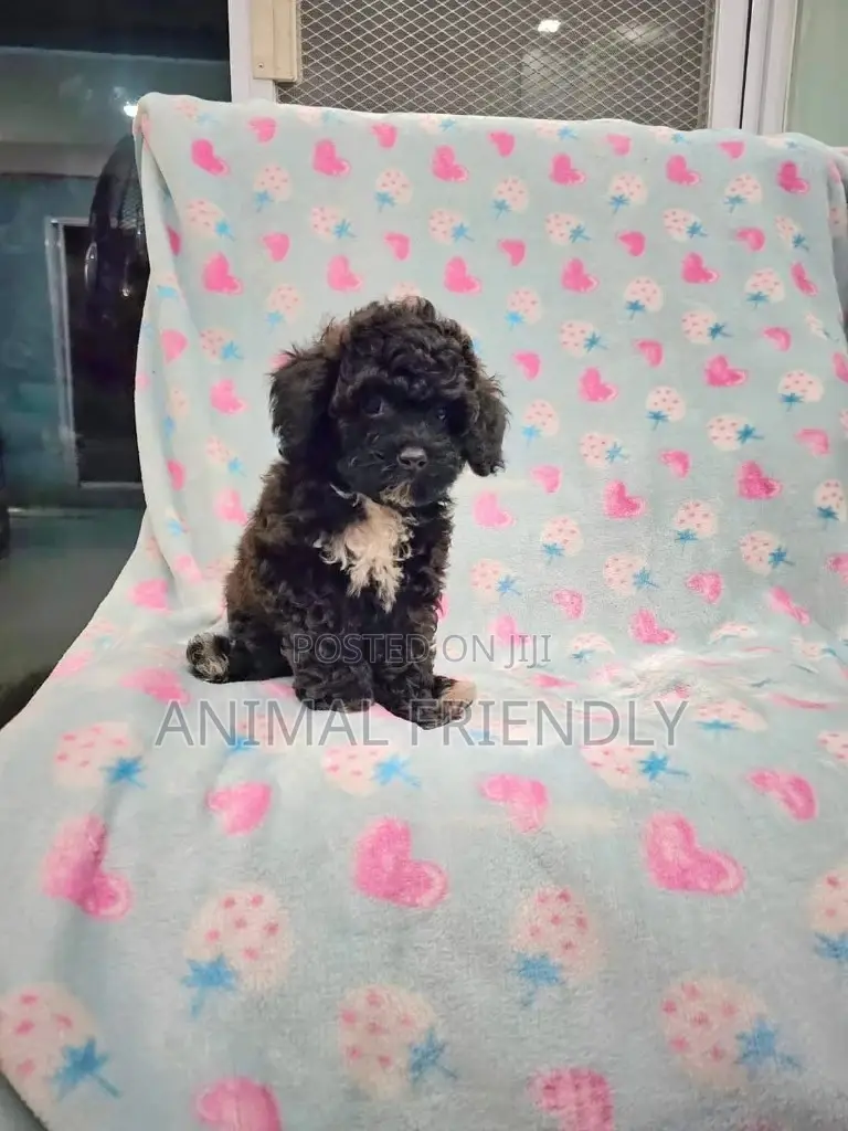 1-3 months Female Purebred Poodle